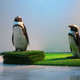 Image for article titled Japan Has Too Many Penguin Bars